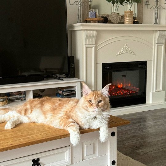 Weasley Mâle Maine coon