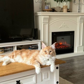 chaton Maine coon red silver blotched tabby bicolor WEASLEY Chatterie Cristal du Maine