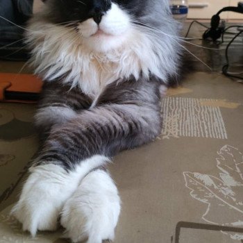 chaton Maine coon black smoke bicolor Yoda Chatterie Cristal du Maine
