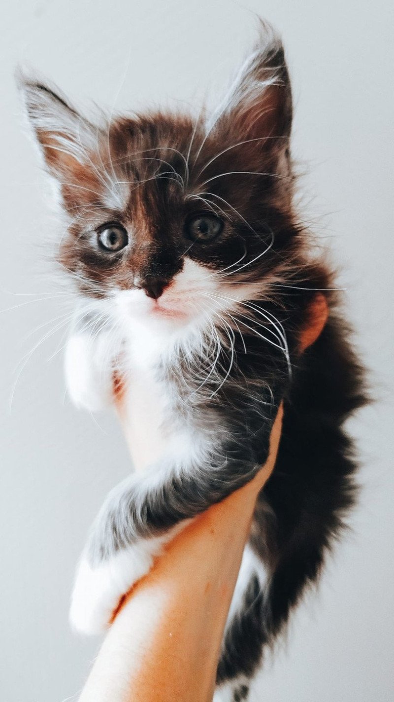 Yoda Mâle Maine coon