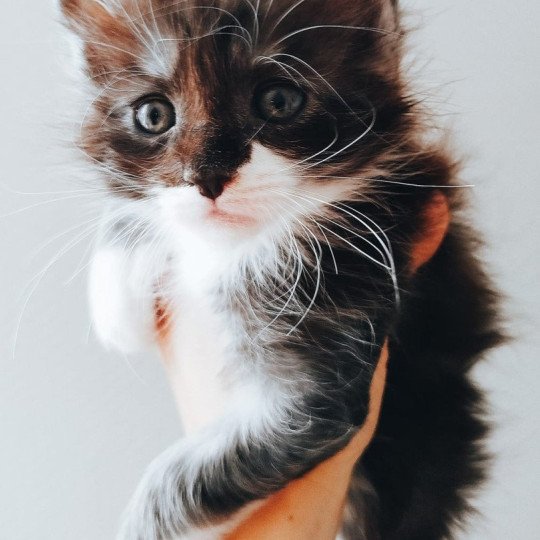 Yoda Mâle Maine coon