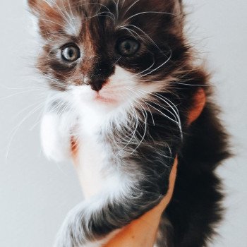 chaton Maine coon black smoke bicolor Yoda Chatterie Cristal du Maine