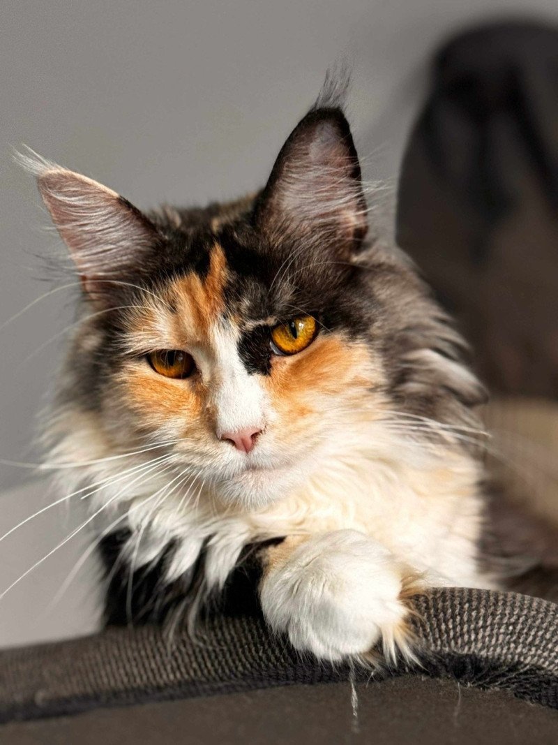 Zelda Femelle Maine coon