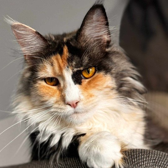 Zelda Femelle Maine coon